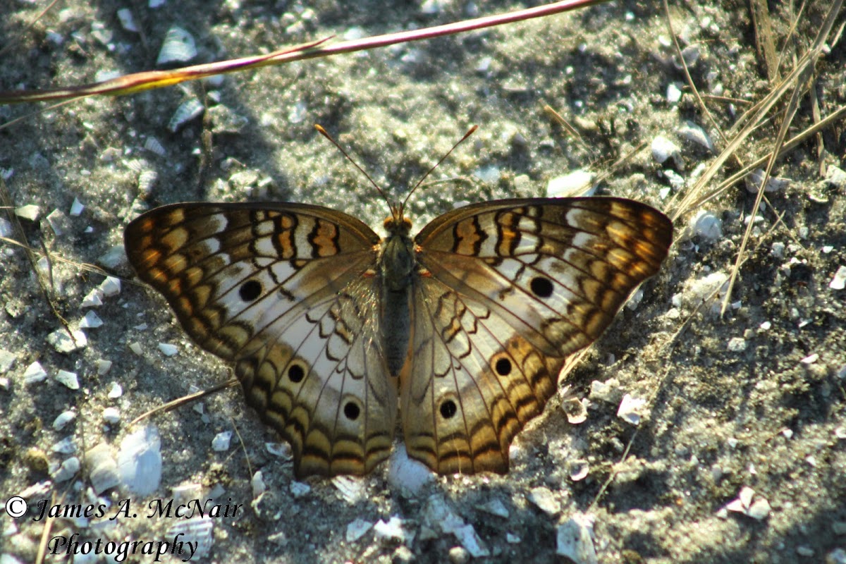 White Peacock Butterfly