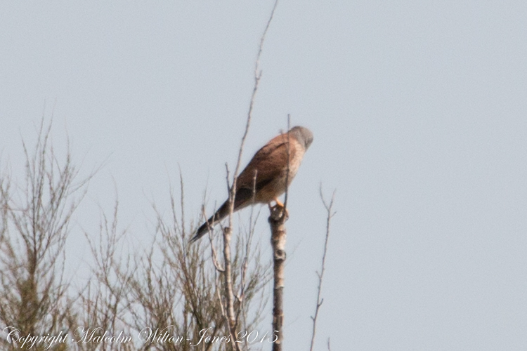 Kestrel; Cernícalo Real