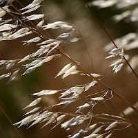 vento caldo di 