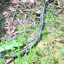 Eastern ribbon snake