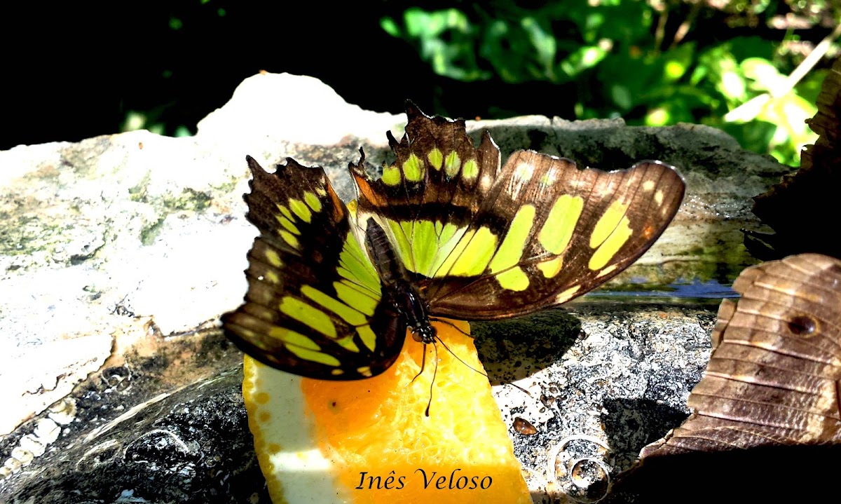 Malachite Butterfly