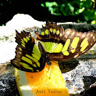 Malachite Butterfly