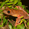 Harlequin Tree Frog