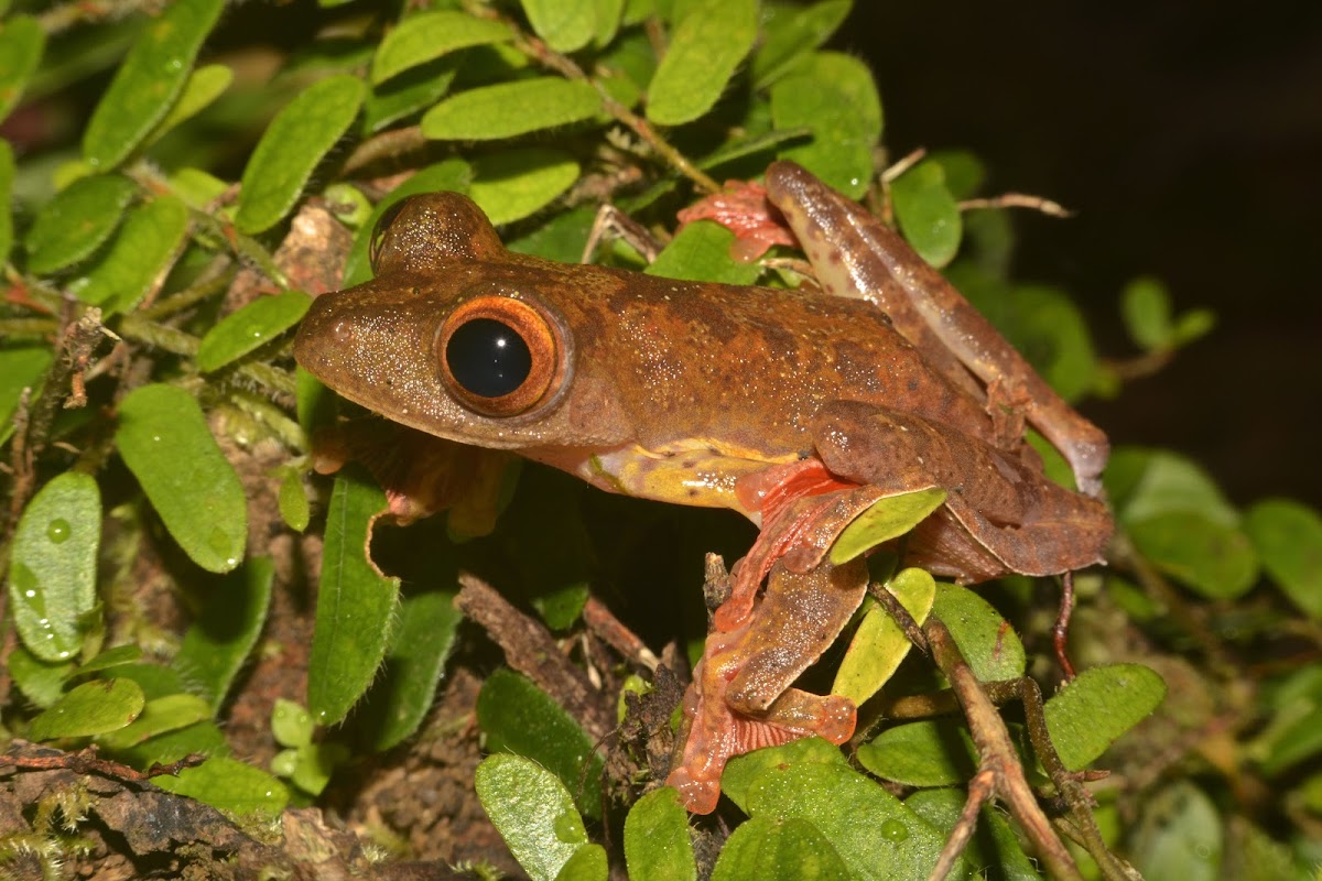 Harlequin Tree Frog