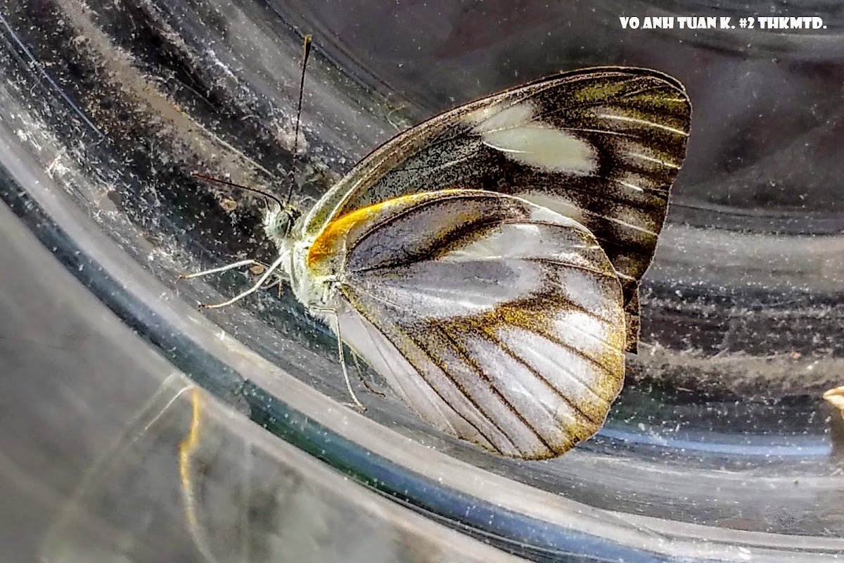 Striped albatross