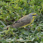 Yellow-fronted canary