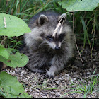 Northern Raccoon