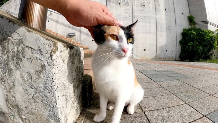 誤って三毛猫の足を踏んでしまったけど 謝ったらすぐに許してくれた ｪ Trill トリル