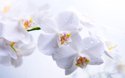 Orchid Live Wallpaper