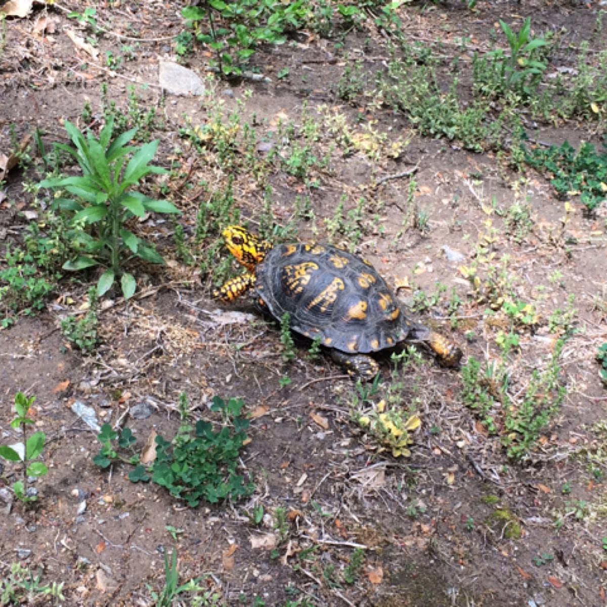 Eastern Box Turtle