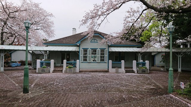 山手公園桜名所