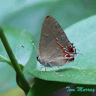 Dusky-blue Groundstreak