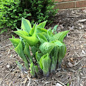 Birds-nest fern