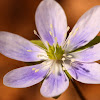 Sharp Lobed Hepatica