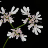 Wild Coriander