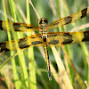 Halloween Pennant Dragonfly