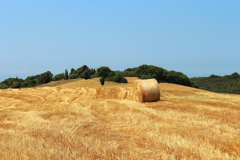 Fields of Gold di BluEagle1901