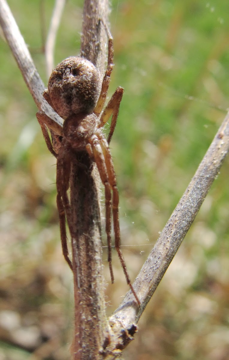 Running Crab Spider