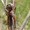 Running Crab Spider