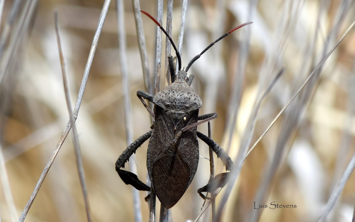 Leaf-footed bug