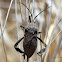 Leaf-footed bug