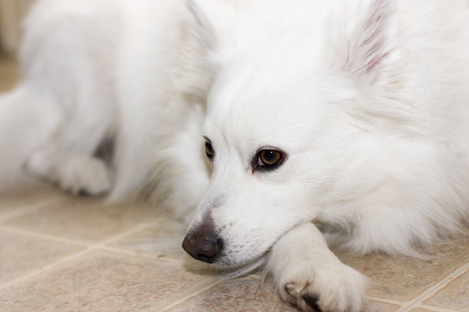 American Eskimo Dog lying with head on food