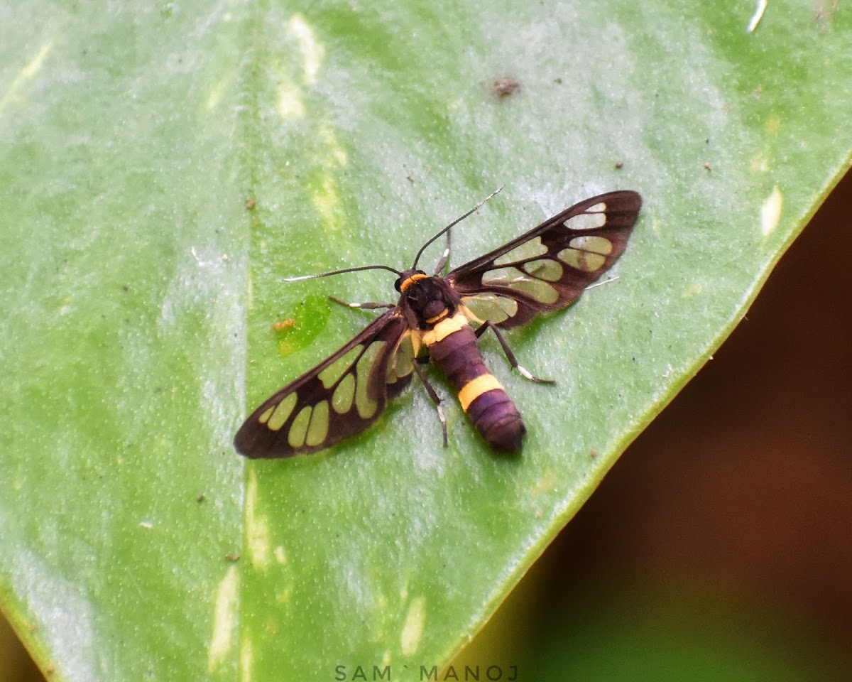 Handmaiden Moth / Tiger Moth