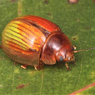 Leaf Beetle