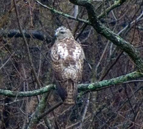 Red-tailed Hawk