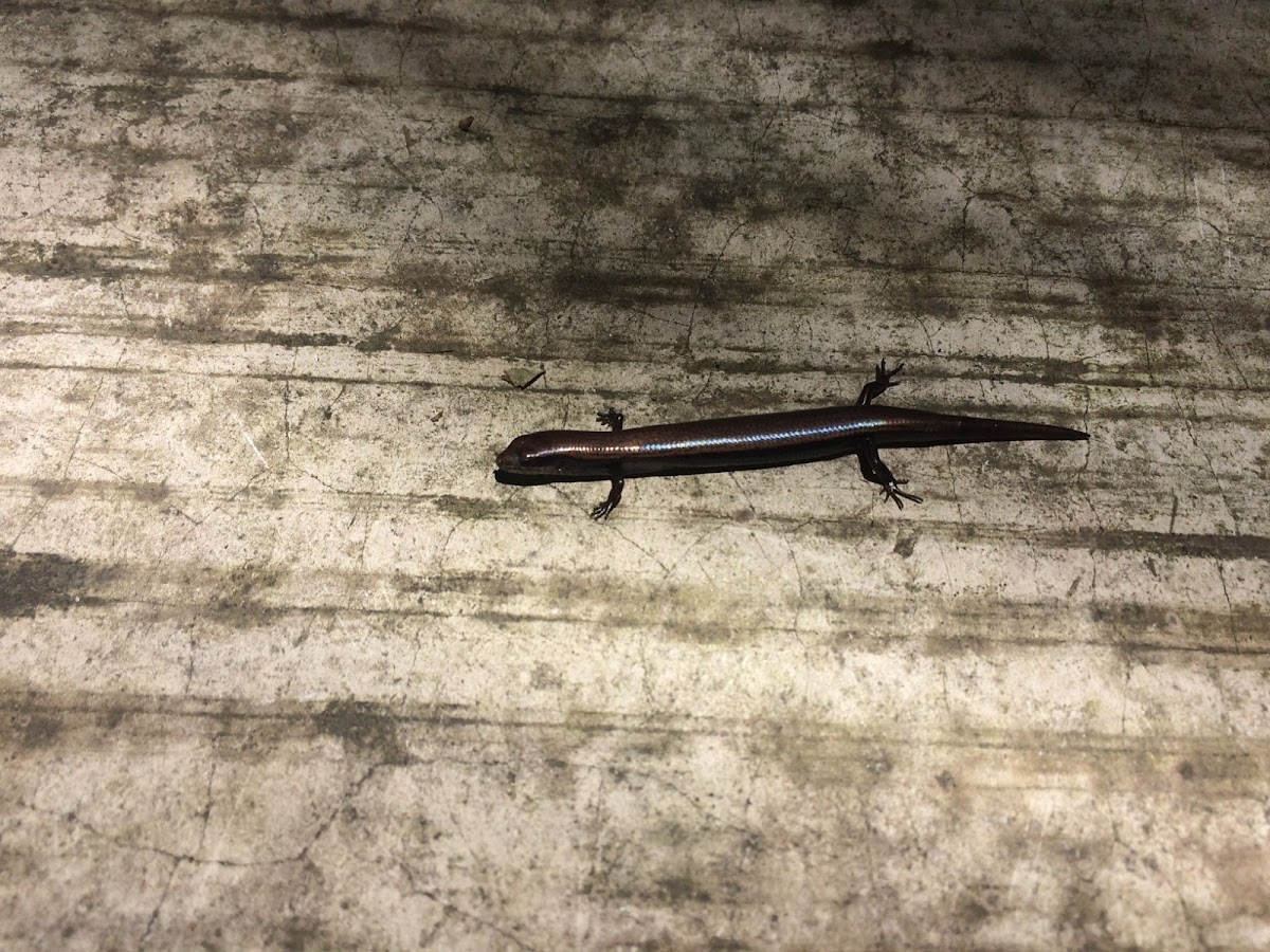 Brown forest skink, eslizón pardo