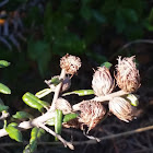 Sand live oak