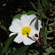 Savia cistus. Jaguarzo