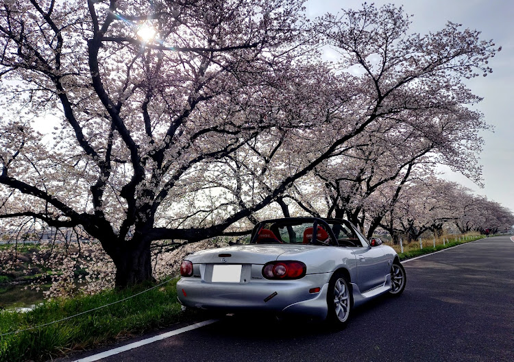 ロードスターのサクラと愛車・早朝ドライブ・朝陽と桜とロードスター・エリーゼは明日のツーリングでに関するカスタム事例の投稿画像3枚目