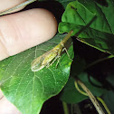 Long-nosed Leaf Hopper