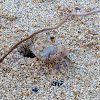 Pallid Ghost Crab