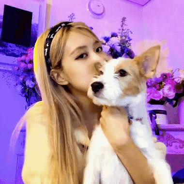 ً on X: rosé walks hank like a normal dog then there's jennie   / X