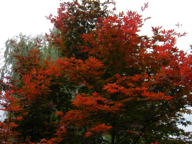 Japanese maple