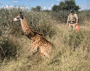 Saving the Survivors attended to a female subadult giraffe after poachers amputated its hind leg.