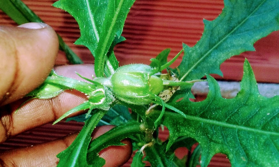 Ao manipular  a planta, é importante usar luvas: a seiva é um irritante que pode ser absorvido pela pele, e uma pequena quantidade de seiva nos olhos pode causar cegueira.  Portanto, não façam uso dessa planta sem a orientação de alguém experiente e confiável!