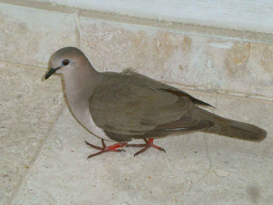 White-tipped Dove