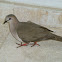 White-tipped Dove