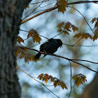 Brown-Headed Cowbird