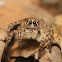 Langona Jumping Spider(Female)