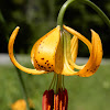 Columbia Lily