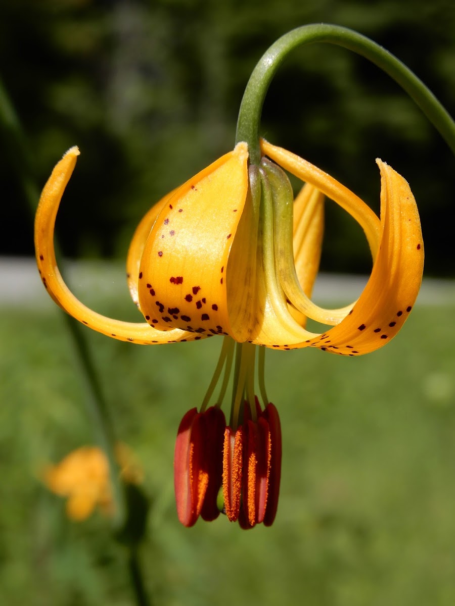 Columbia Lily