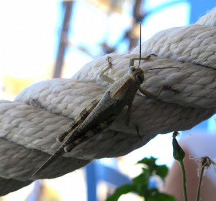 Cavalletta greca di crisybella