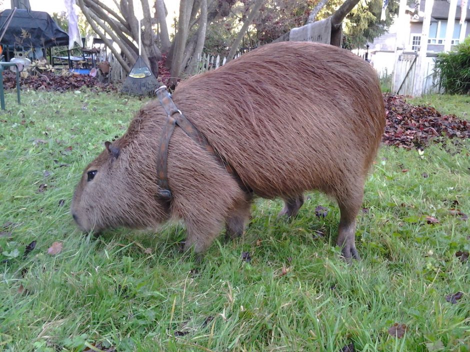 Capybaras
