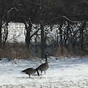 Canada Goose