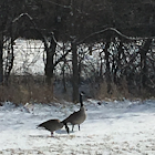 Canada Goose