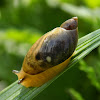 Common Amber-Snail